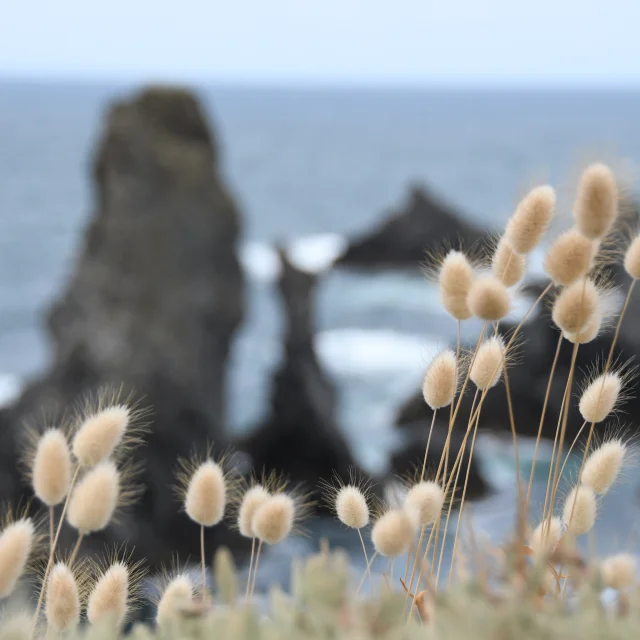 pompons de port coton