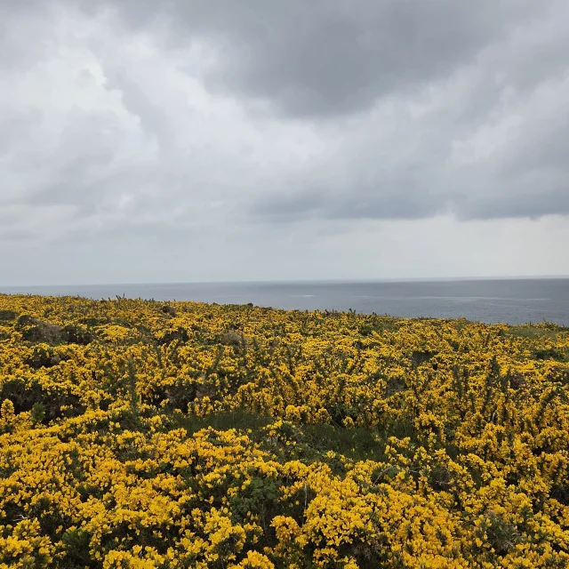 Horizon Dajoncs Otbi 7