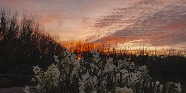 Coucher De Soleil Fleur Poulain Otbi