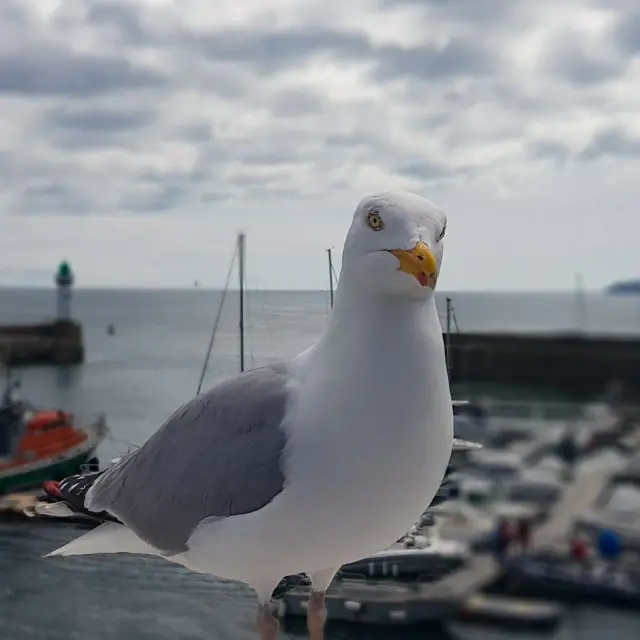 Instagram #belleileenmer