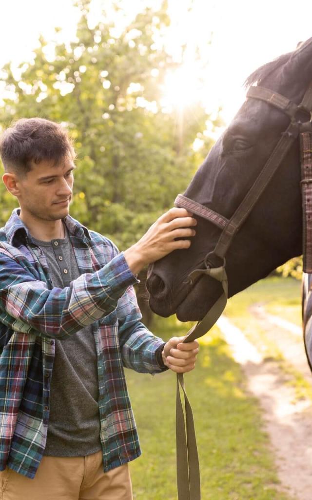 Paard