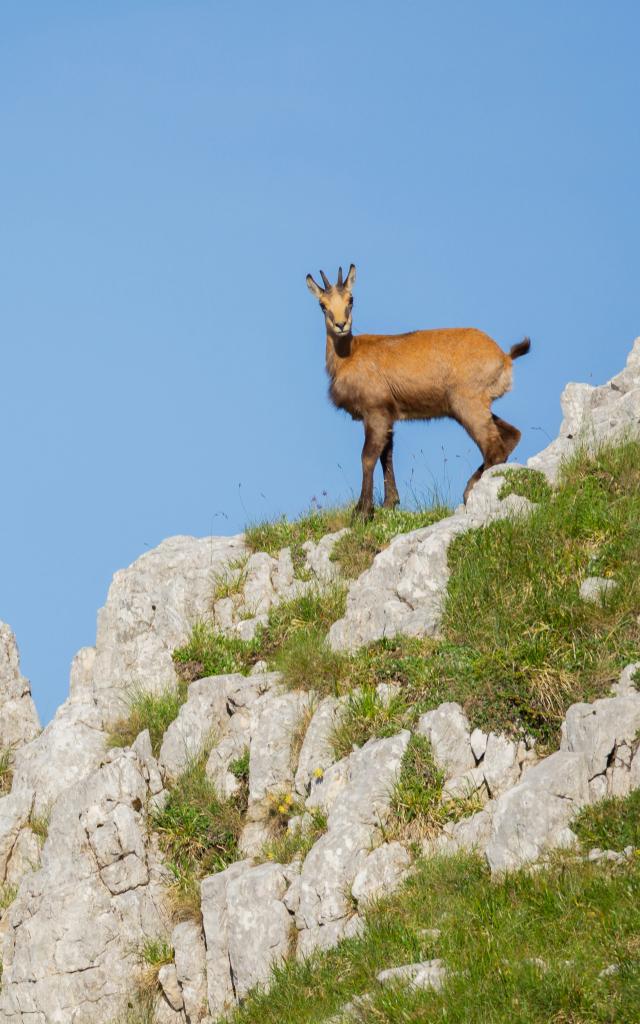 Chamois-Andrei Lazar