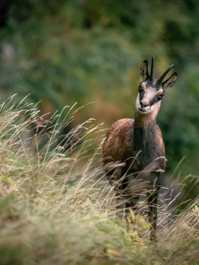 France, Isère (38), massif de Belledonne, chamois
