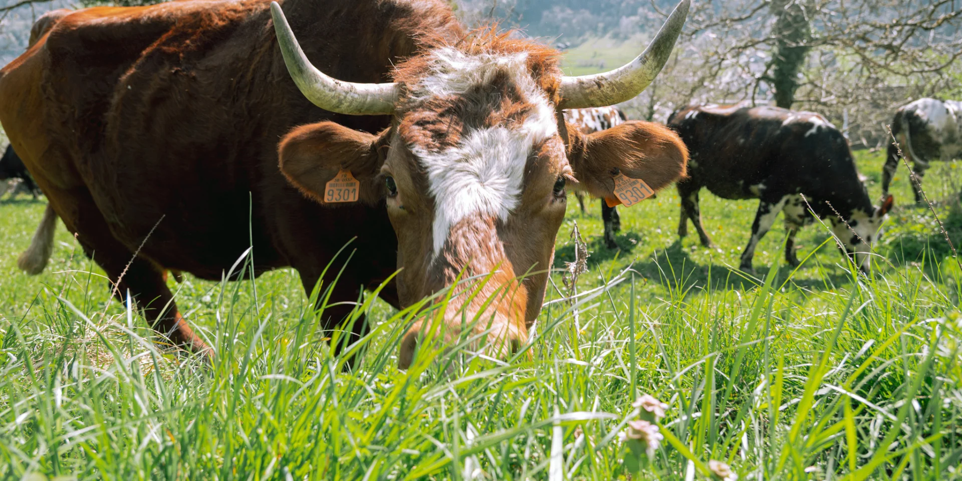 Vaches - Randonnée Allevard - 2025 - Marie El Hajal