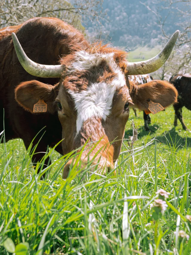 Allevard Randonnee 04042025 Marie El Hajal 01