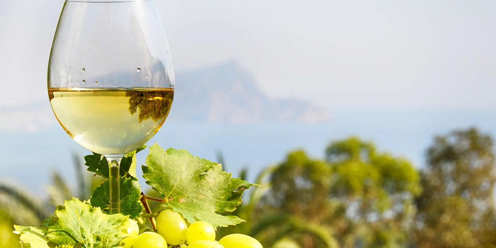 Vins, vignes et œnologie dans le Grésivaudan