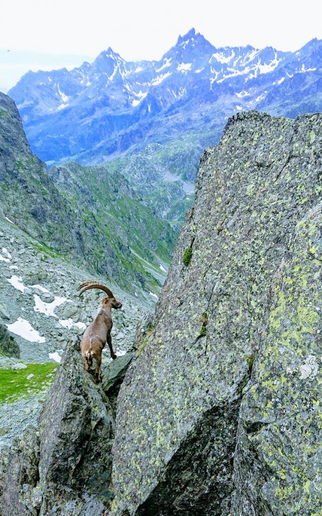 Bouquetin Col De L'aigleton Belledonne