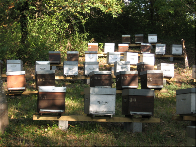 Miel de nos montagnes