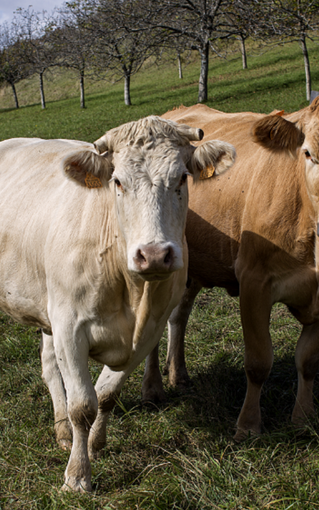 Photo Bernardciancia Adabel 2vaches2 Bd