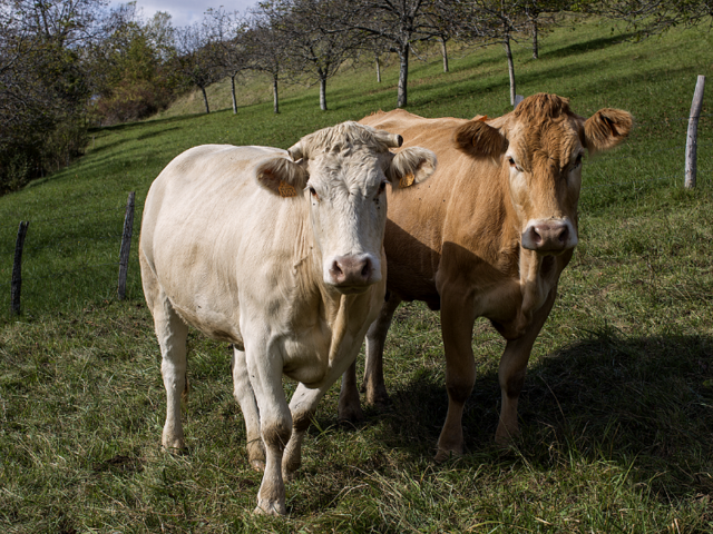 Photo Bernardciancia Adabel 2vaches2 Bd