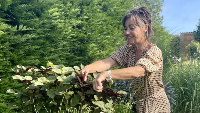 Cueillette des herbes avant le service Au 46