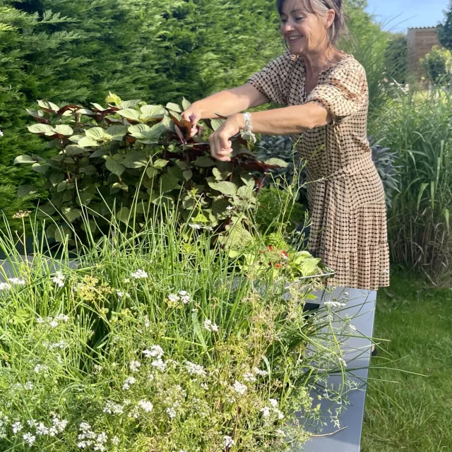 Cueillette des herbes avant le service Au 46