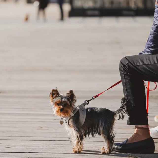 Yorkshire en balade avec sa maîtresse sur l'Esplanade en bois qui longe la Plage du Trez