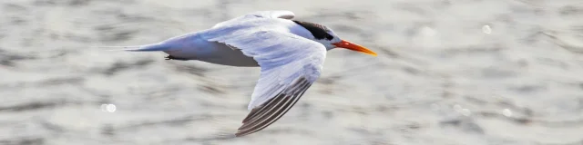 Flussseeschwalbe im Flug über einem Gewässer