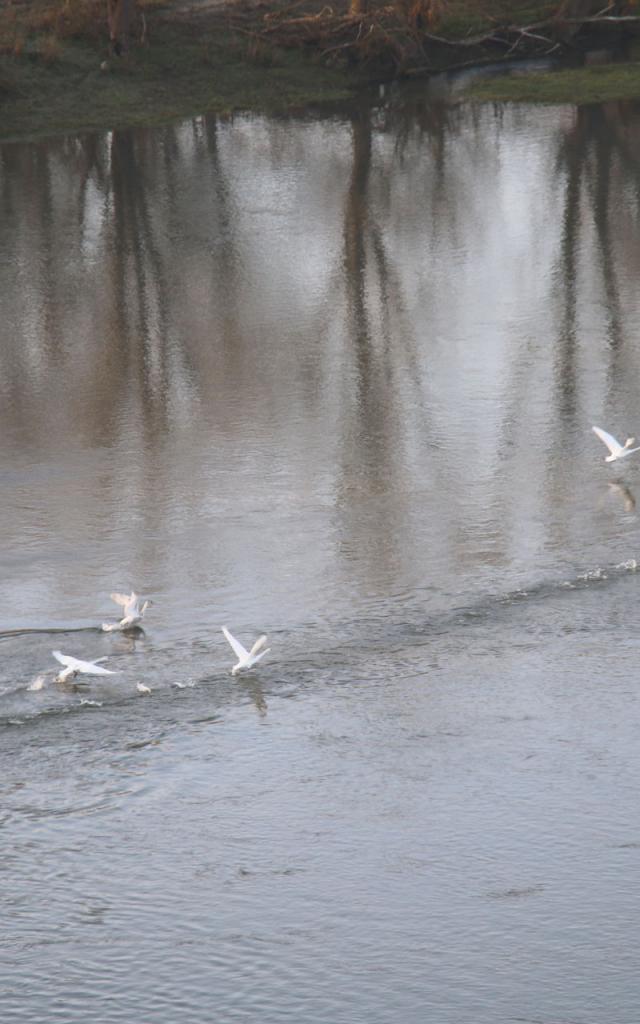 Envolée de cygnes crédit photo Vincent Boyer