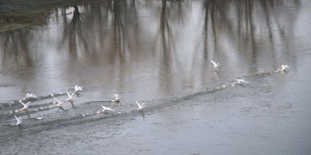 Envolée de cygnes crédit photo Vincent Boyer