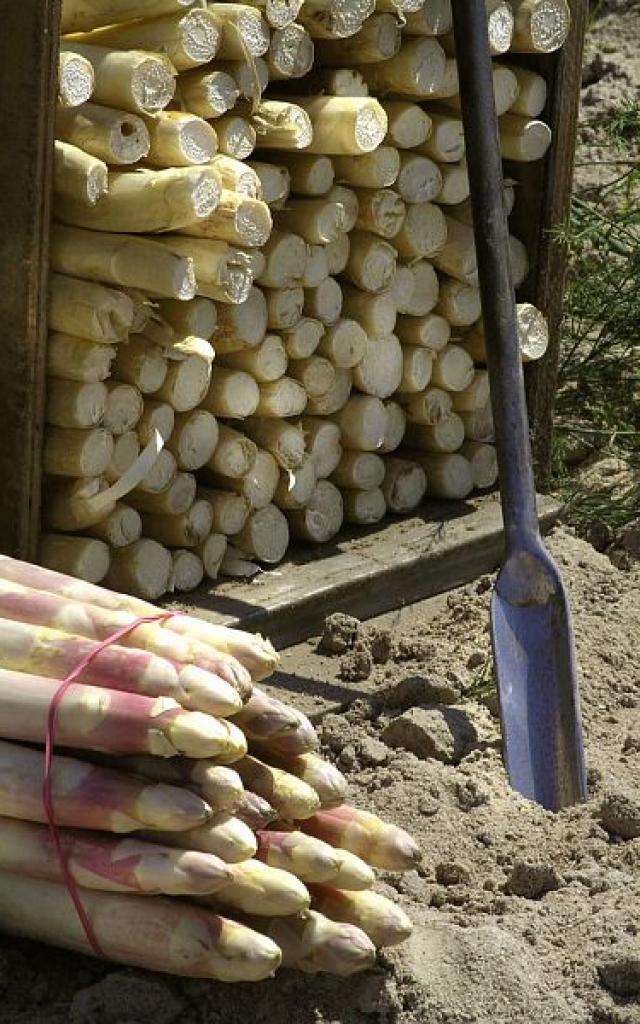 Terroir Asperges de Sologne