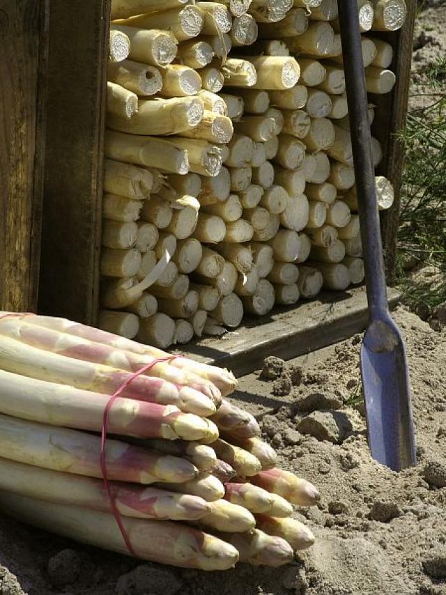 Terroir Asperges de Sologne