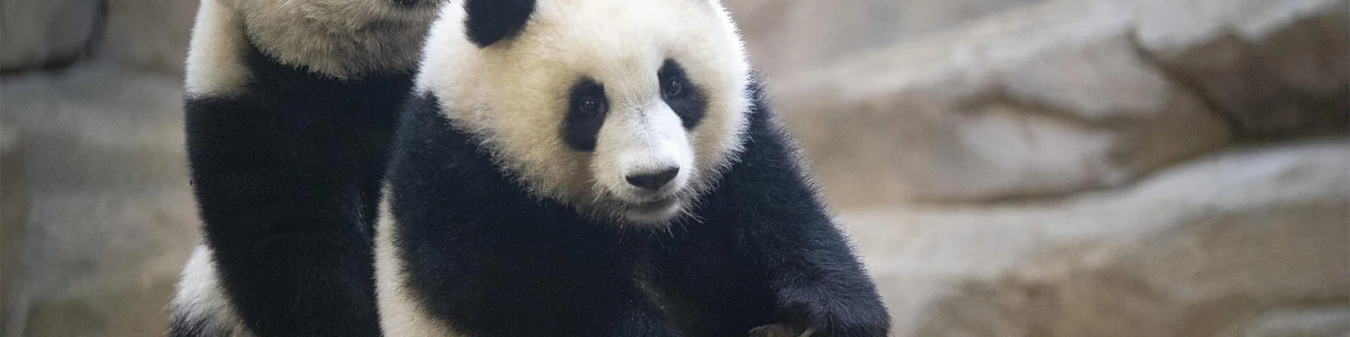 Panda Fernglas Zooparc De Beauval