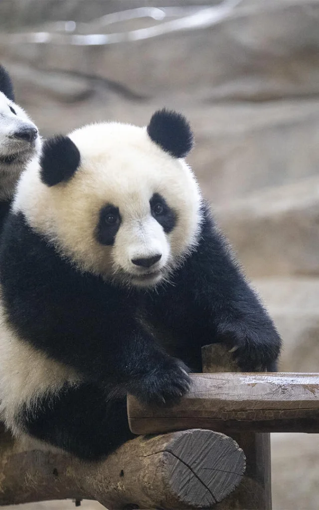 Panda Jumelles Zooparc De Beauval