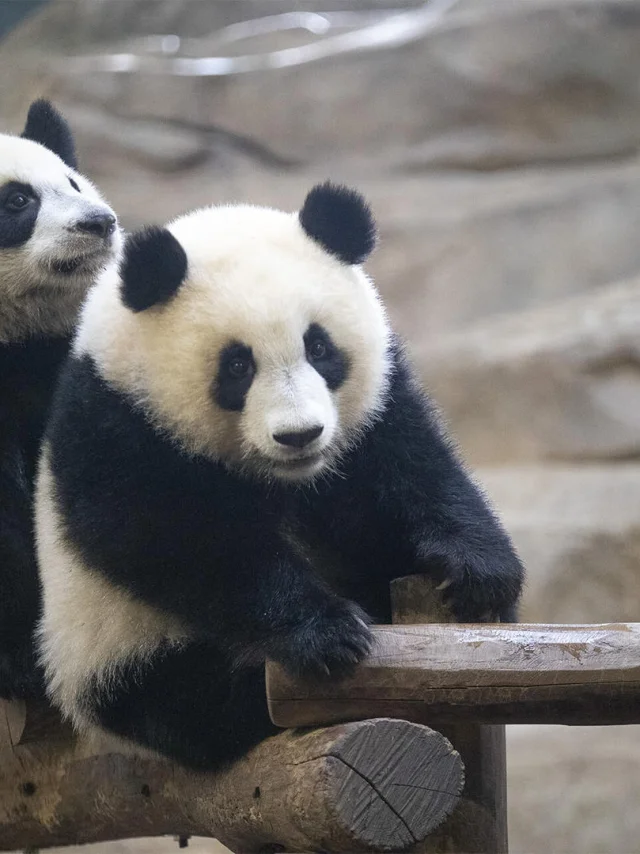 Panda Jumelles Zooparc De Beauval