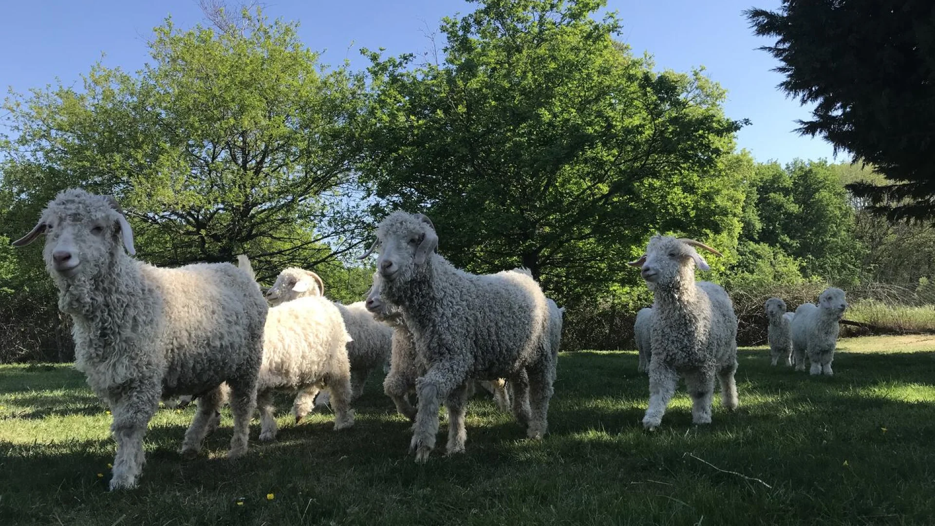 Chèvres angora