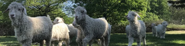 Mohair 3