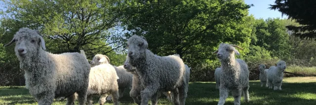 Chèvres angora