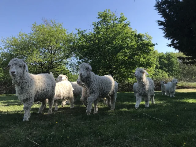 Chèvres angora