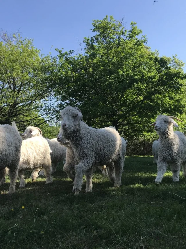 Chèvres angora
