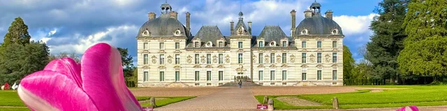 Le château de Cheverny, au premier plan des tulipes roses et blanches