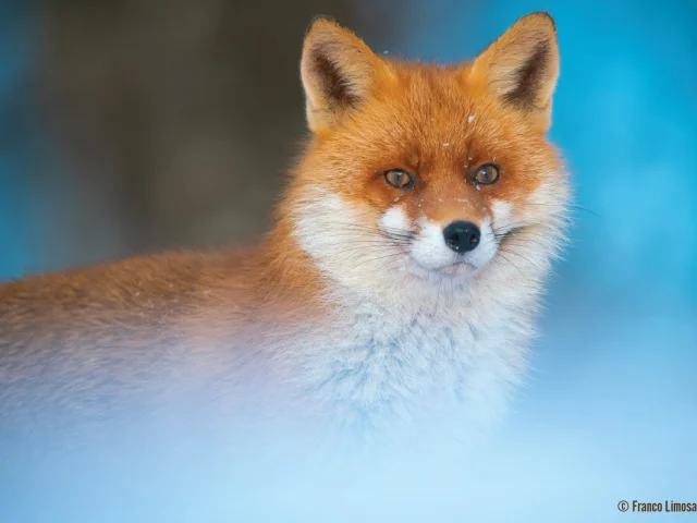 Photographie d'un renard de Franco Limosani