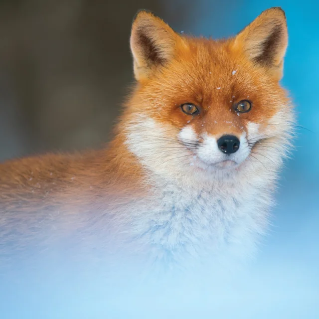 Renard