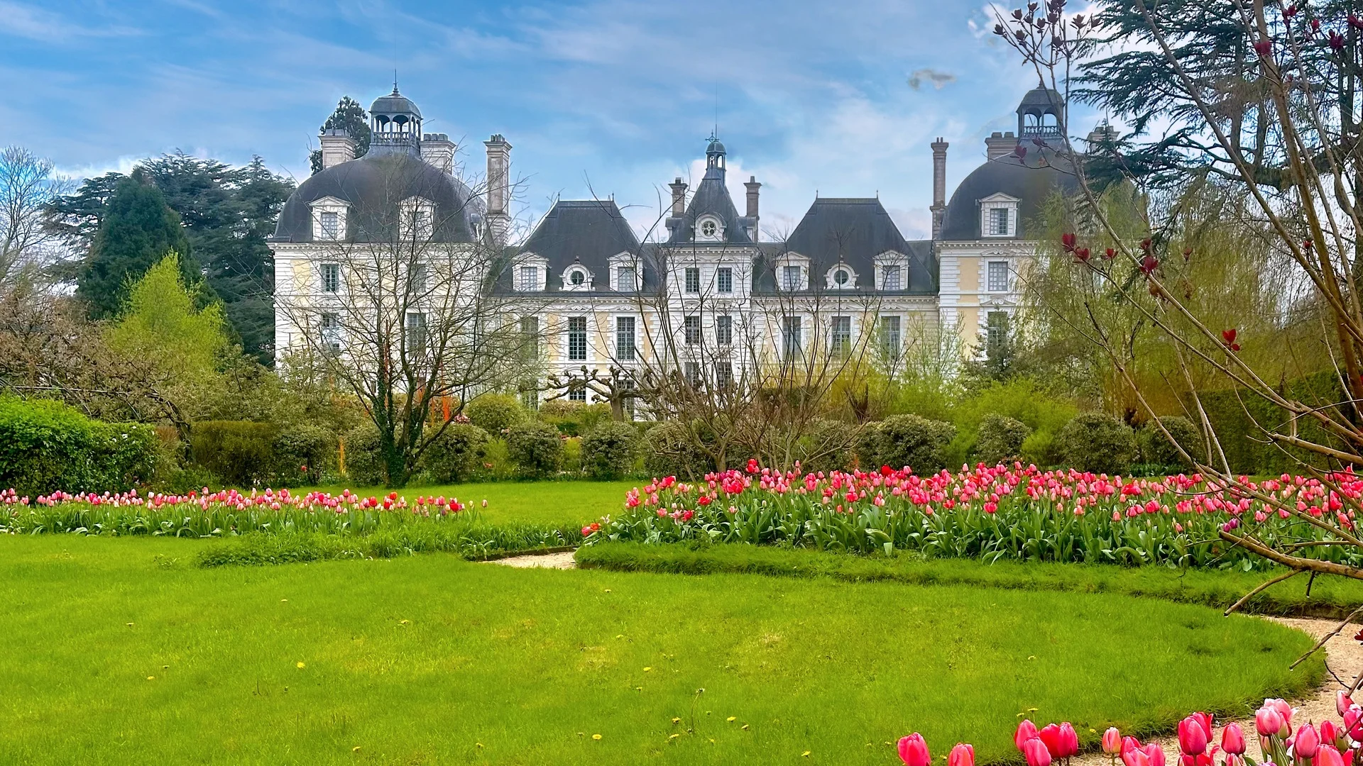 Les Tulipes roses à l'arrière du château de Cheverny