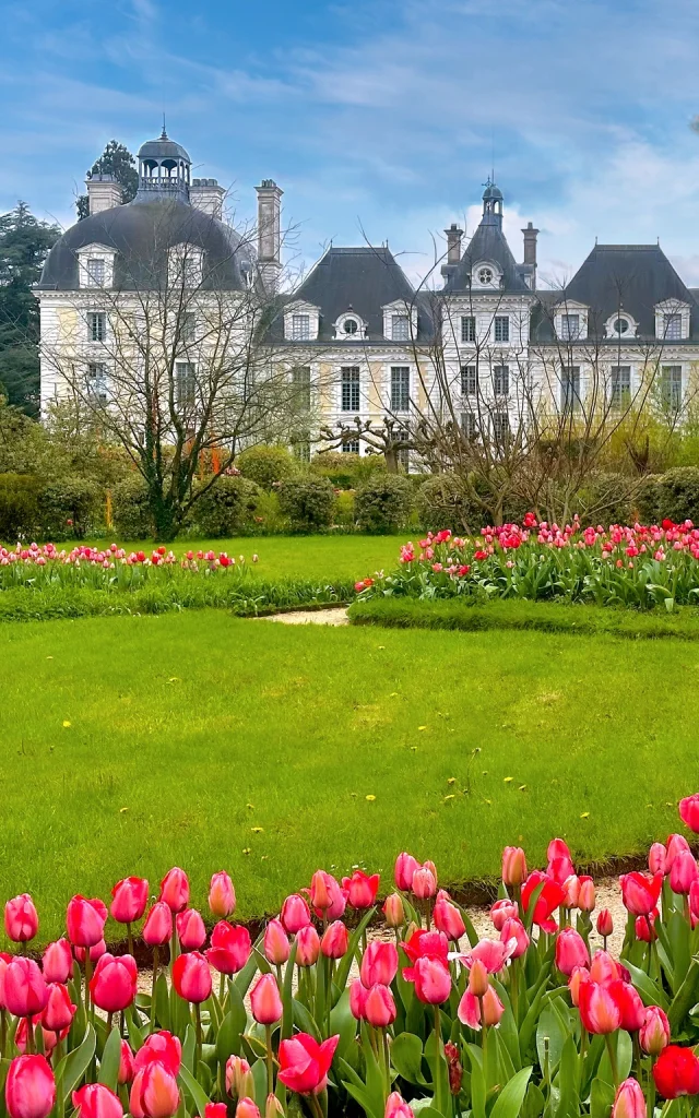 Les Tulipes du château de Cheverny