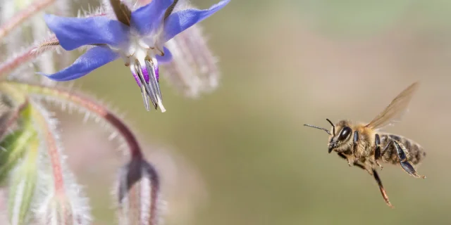 Precieuses Abeilles Laurent Louis Web