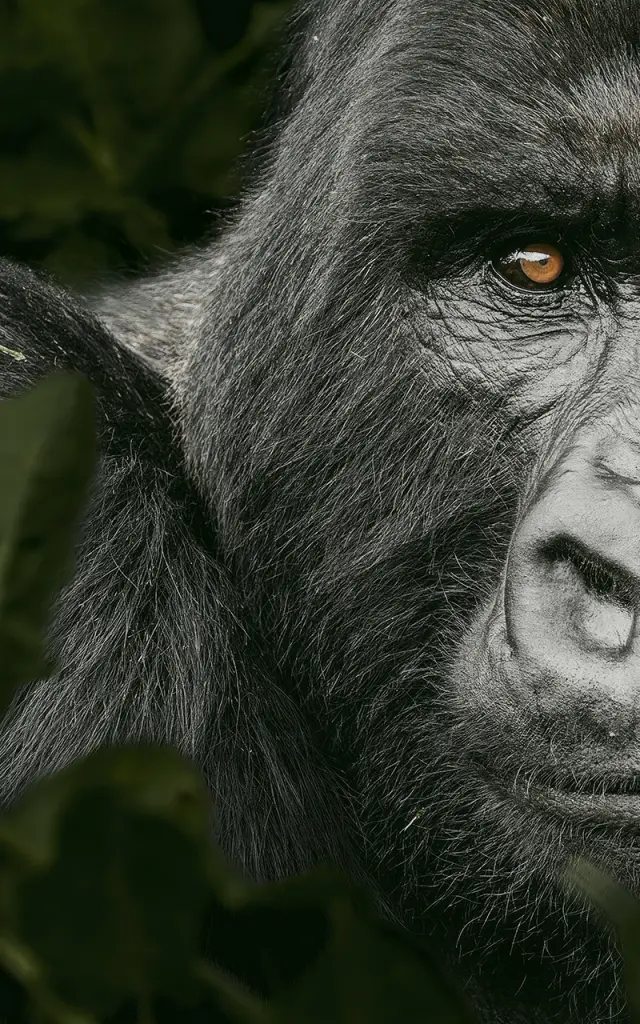 Regards de Fabrice Guerin