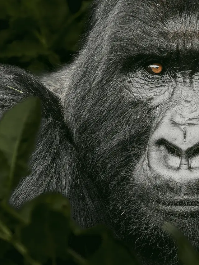 Regards de Fabrice Guerin