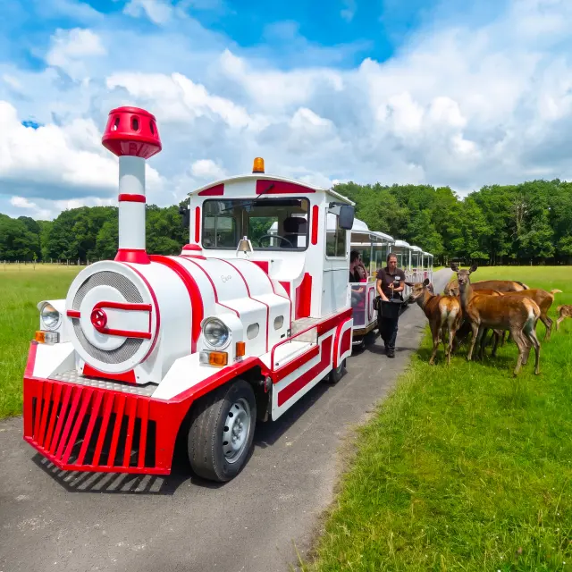 Le Safari Train - Réserve de Beaumarchais à Autrèche