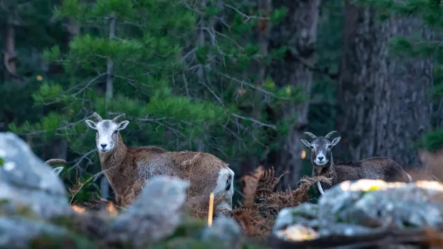 Mouflon Foret Pin Montagne Sud Corse