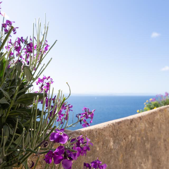 Fleurs Montee Saint Roch Printemps Bonifacio
