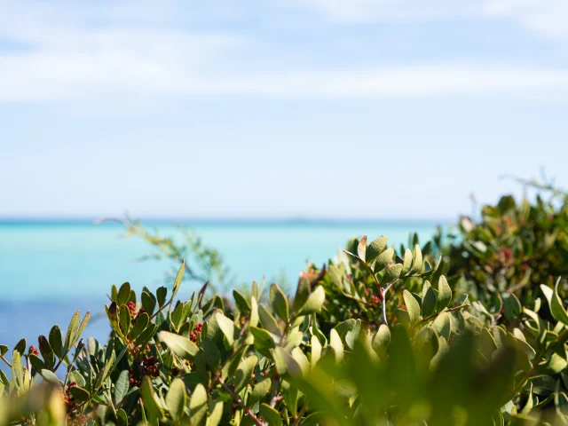 Vegetation Mer Plage Piantarella Bonifacio