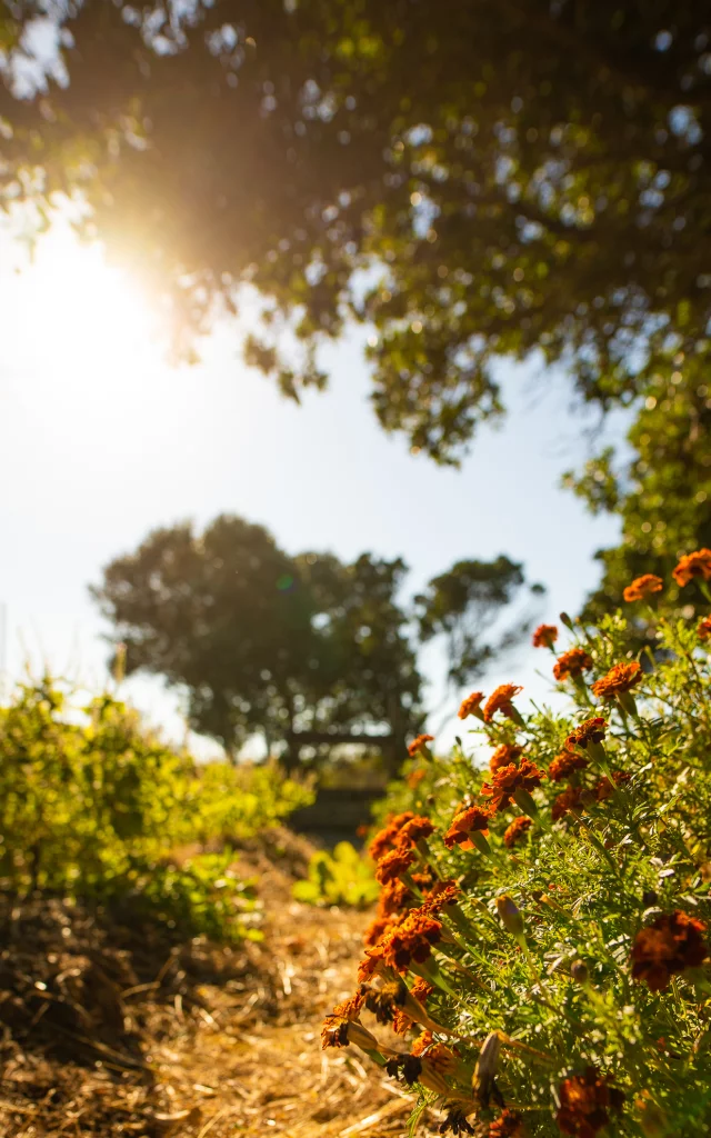 Fleurs Nature Potager En Herbes Bonifacio