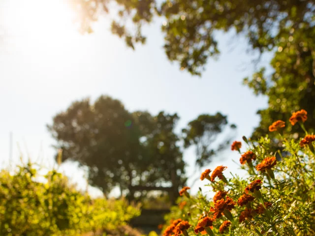 Fleurs Nature Potager En Herbes Bonifacio