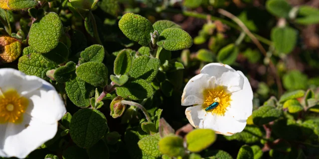 Printemps Fleur Insecte Bonifacio