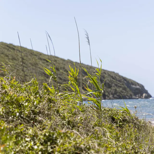 Plages sauvages et cachées Tonnara