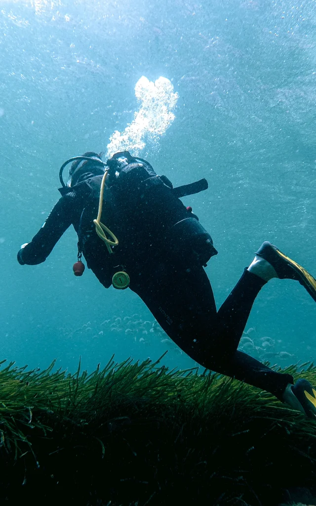 Plongee Sous Marine Posidonie Bonifacio