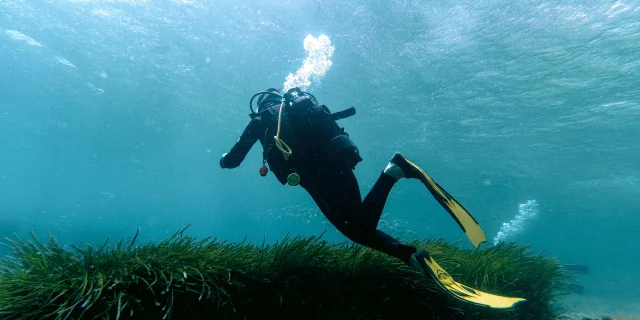 Plongee Sous Marine Posidonie Bonifacio