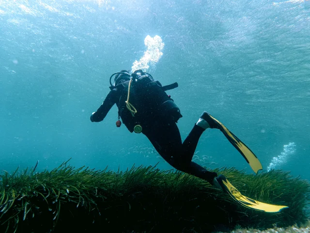Plongee Sous Marine Posidonie Bonifacio