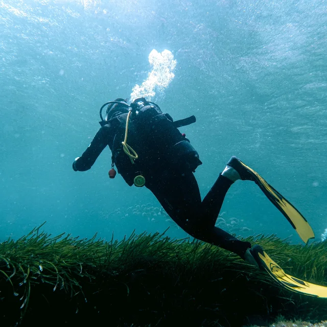 Plongee Sous Marine Posidonie Bonifacio